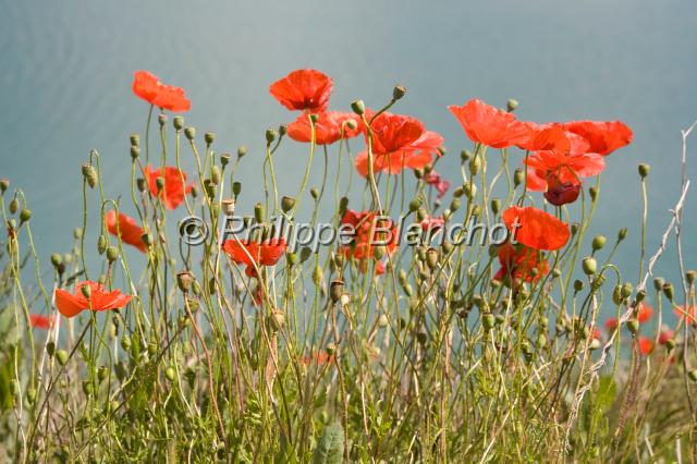 espagne catalogne 12.JPG - Terres de LleidaOs de BalaguerCatalogne, Espagne